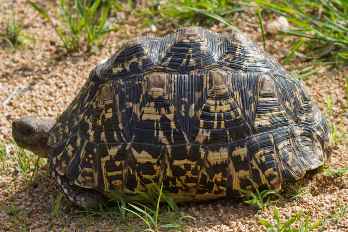 Leopard Turtle